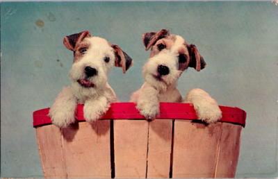 Hair Fox Red Fox Terrier Dog Vintage Postcard Adorable Wire Fox