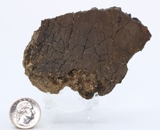 Tyrannosaurus rex Vertebra section 4.01