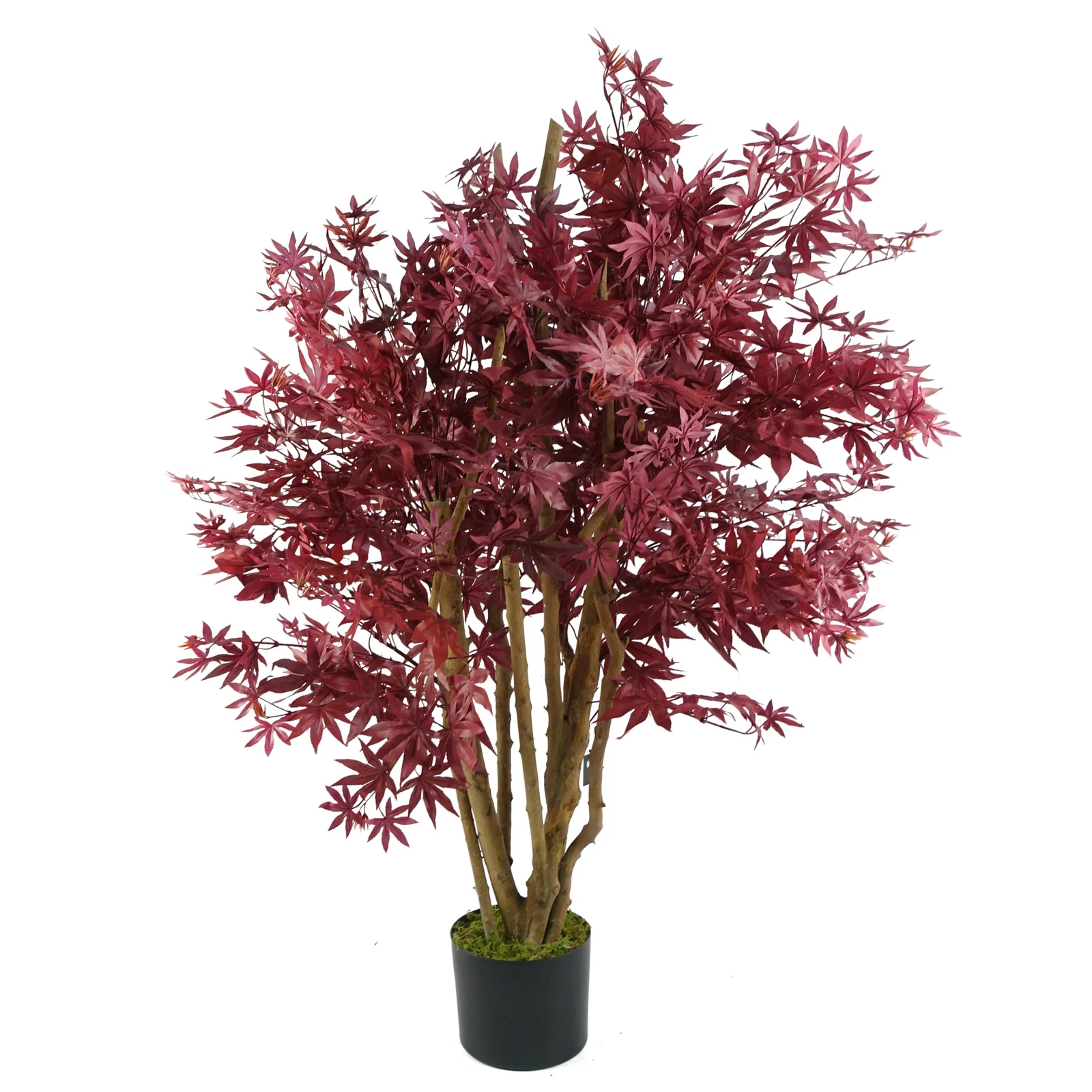 120cm Maple - 40528