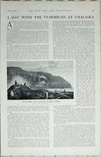 1902 Druck PTARMIGAN bei UNALASKA in der Captain Cooks Zeit