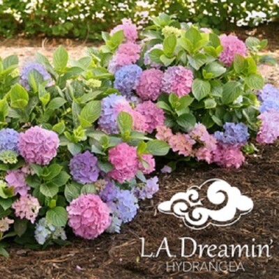 L.A. Dreamin'® Hydrangea - Live Plant - ( 1 QT ) | eBay