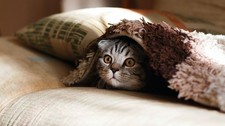 Cute Cat Cozy Photo Digital Product Wallpaper Image Picture Background