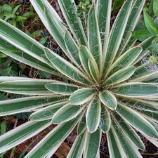 Palmlilie IVORY TOWER 20-30 cm im Container