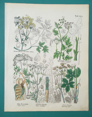 FLOWERS Plants Water & Deadly Hemlock Masterwort Parsley - 1845 COLOR Print