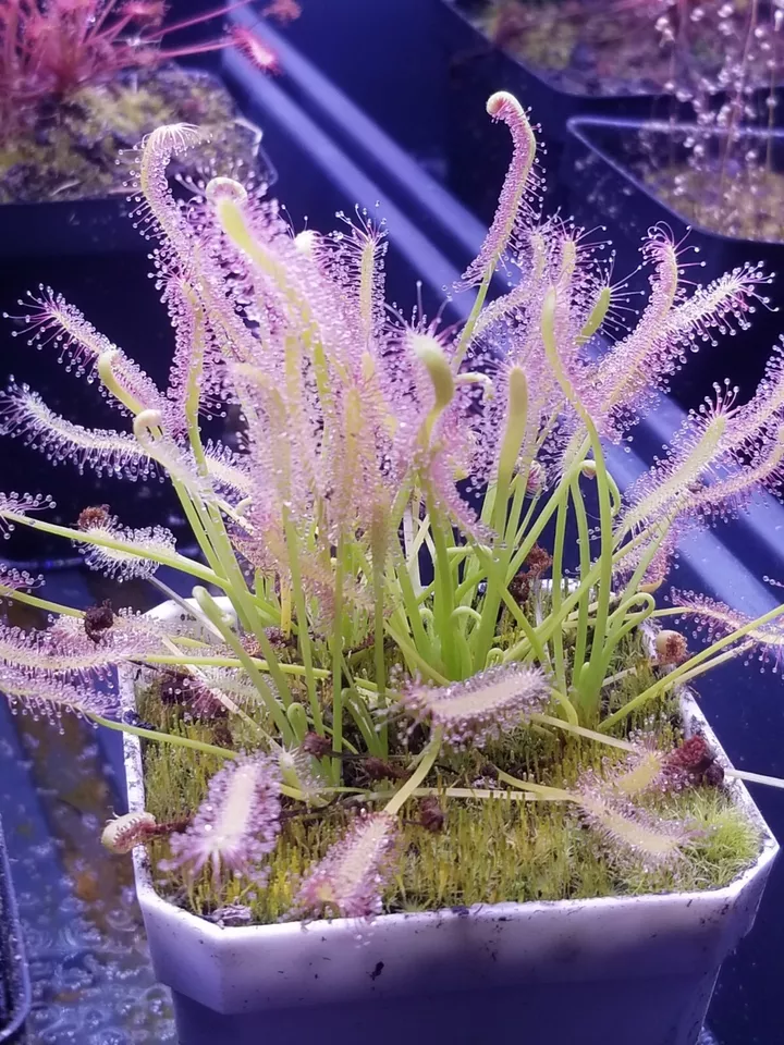 Drosera capensis "alba" Seeds - Carnivorous Sundew Plant - Easy for beginners! - Image 2 of 3