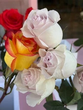 Digital Image Picture Wallpaper Background Desktop Art Mixed Roses Flower #4