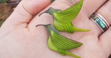 Green Bird Flower Seeds, crotalaria cunninghamii high quality seeds