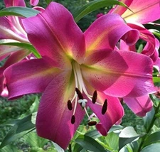 2 - GIANT HYBRID LILY EMPOLI Flower Bulbs - Perennial  " INTENSE COLOR "