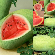 WATERMELON CHARLESTON GREY 10+ Seeds GROW Bulk VEGETABLES Spring SUMMER