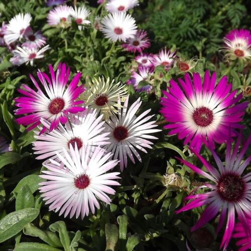 500 Samen Mittagsblume Mix Blütenteppich Bodendecker Steingarten Eiskrautblume - Bild 2 von 3