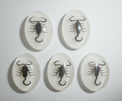 Insect Cabochon Black Scorpion Oval 18x25 mm on White bottom 10 pieces Lot