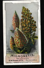 USA 1889 Mignonette Seed Trade Card – D.M. Ferry & Co., Detroit, Mich