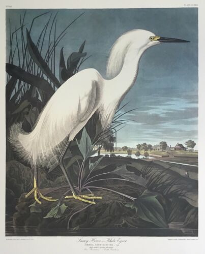 Princeton double elephant Snowy Egret with wide margins trimmed to 21 x 24 inche - Picture 1 of 1