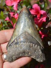#R6, BEAUTIFUL  4.2" JAVAN MEGALODON SHARK TOOTH... BEST STOCK & BEST PRICES UK