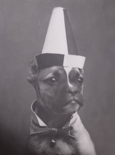 RPPC DI UN BEL CANE CARLINO CHE INDOSSA PAPILLON COLLARE BIANCO E BELLISSIMO CAPPELLO 1903 - Foto 3 di 6