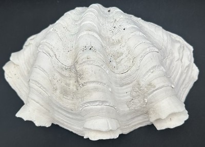 Tridacna Gigas Large Giant Clam Shell 9 1/2 x 6 1/4 Inches 1110 Grams Authentic