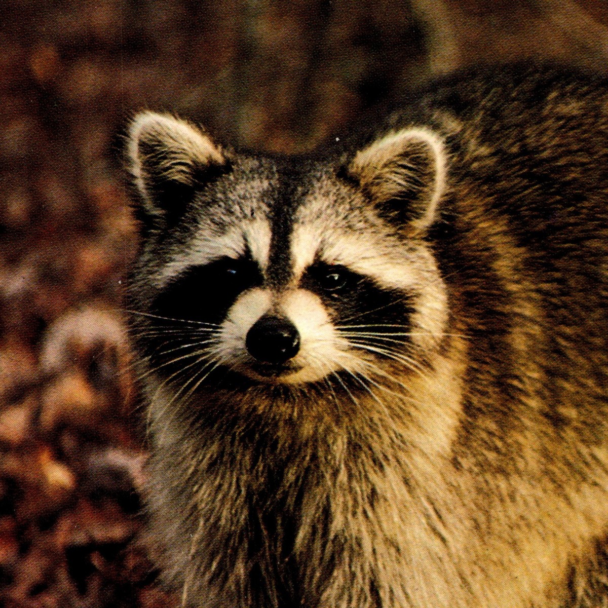 Raccoon in Wooded Setting (6 X 4 in) Postcard | eBay