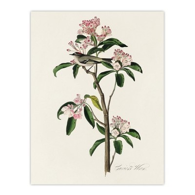 Cuviers Kinglet Bird and Mountain Laurel Audubon Wall Art Print Poster