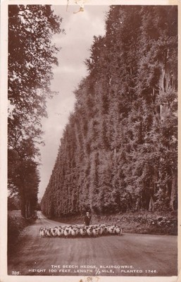 The Beech Hedge Blairgowrie Schottland Höhe 100 Fuß, Länge 1/3 Meile, bepflanzt