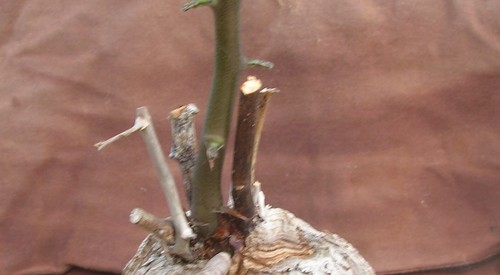 Dioscorea elephantipes, Elefantenfuss Caudex mit 8,5 cm Durchmesser und Neutrieb - Bild 3 von 4