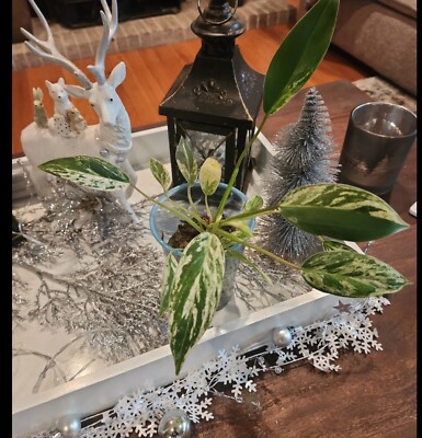 RARE Philodendron Emerald Marble King Variegated | eBay