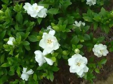 Fragrant Cape Jasmine Shrub, Gardenia jasminoides, Shrub Seeds