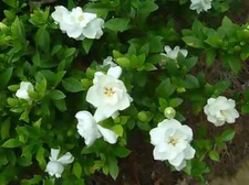 Fragrant Cape Jasmine Shrub, Gardenia jasminoides, Shrub Seeds