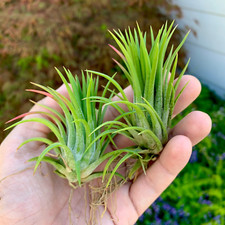 Ionantha Selecta Air Plant Brilliant Green Color