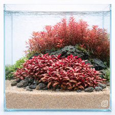 Alternanthera Reineckii Mini Bare-root Aquarium Plants Factory 
