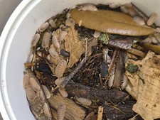 Papaya Isopods Cleanup Crew For Bioactive Reptile Setups