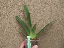 Rare Paphiopedilum philippinense 6103 x 6107 orchid plant , FS not in bloom