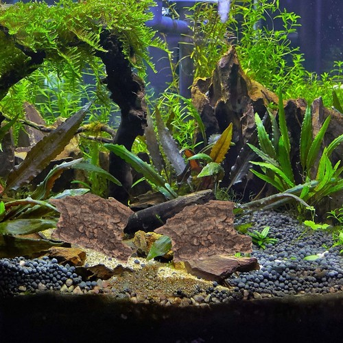 10 Pcs Reptile Tank Accessories Bark Decoration Climbing Terrarium - 第 2/12 張圖片