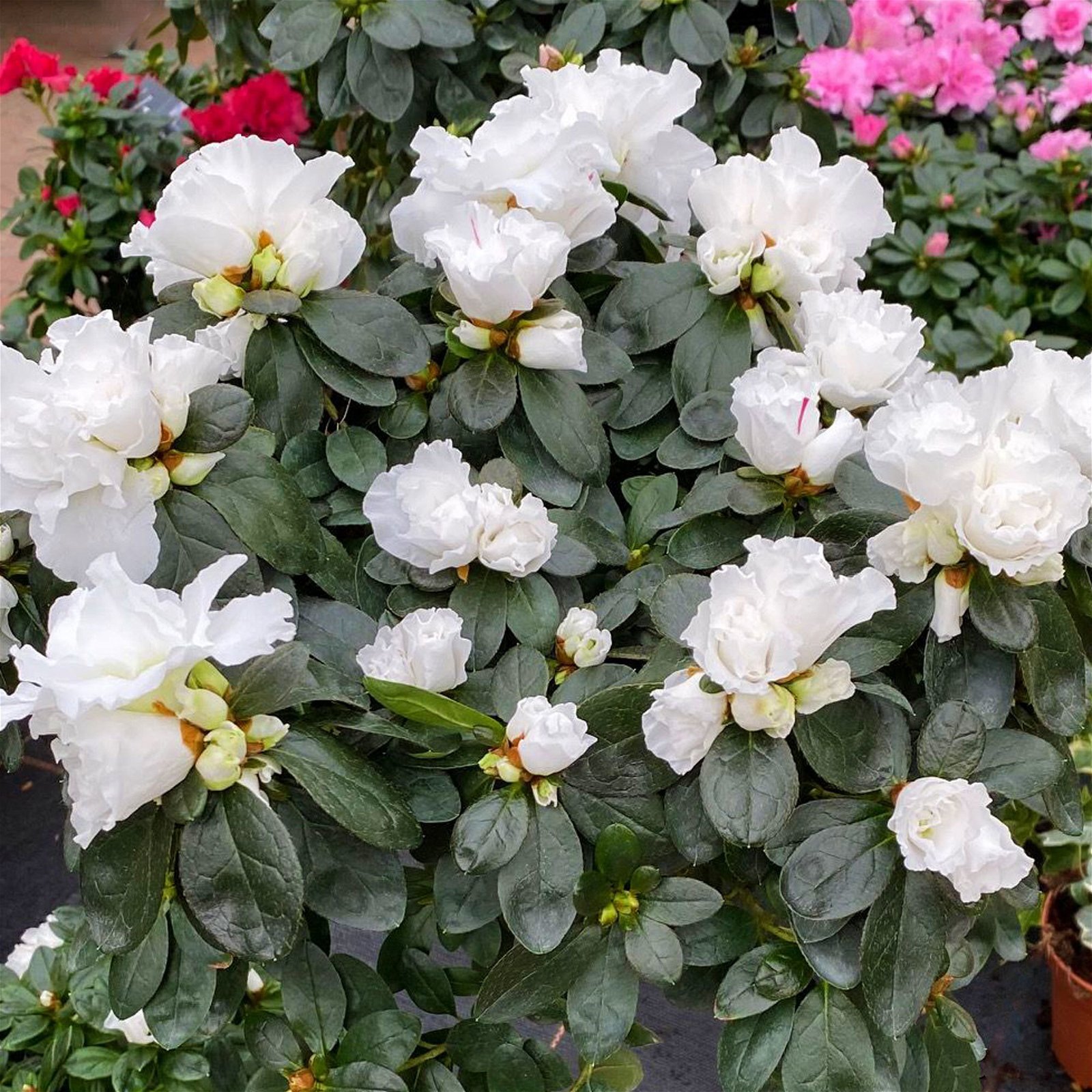 Azalee, Stämmchen, Farbe zufällig, gefüllt, TopfØ 19 cm, Höhe ca. 65