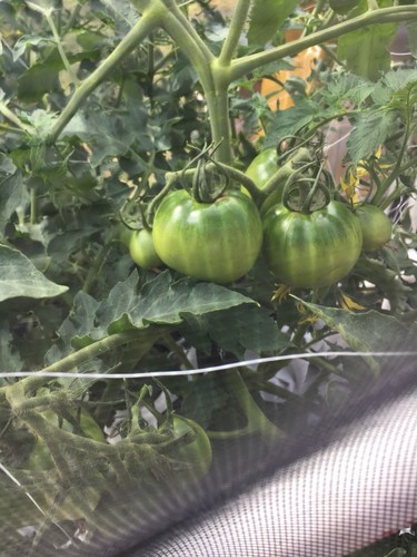 Versatile Hydroponics DWC grow kit Higher Quality, Made In SD FDA 90 Mil Bucket - Picture 9 of 11