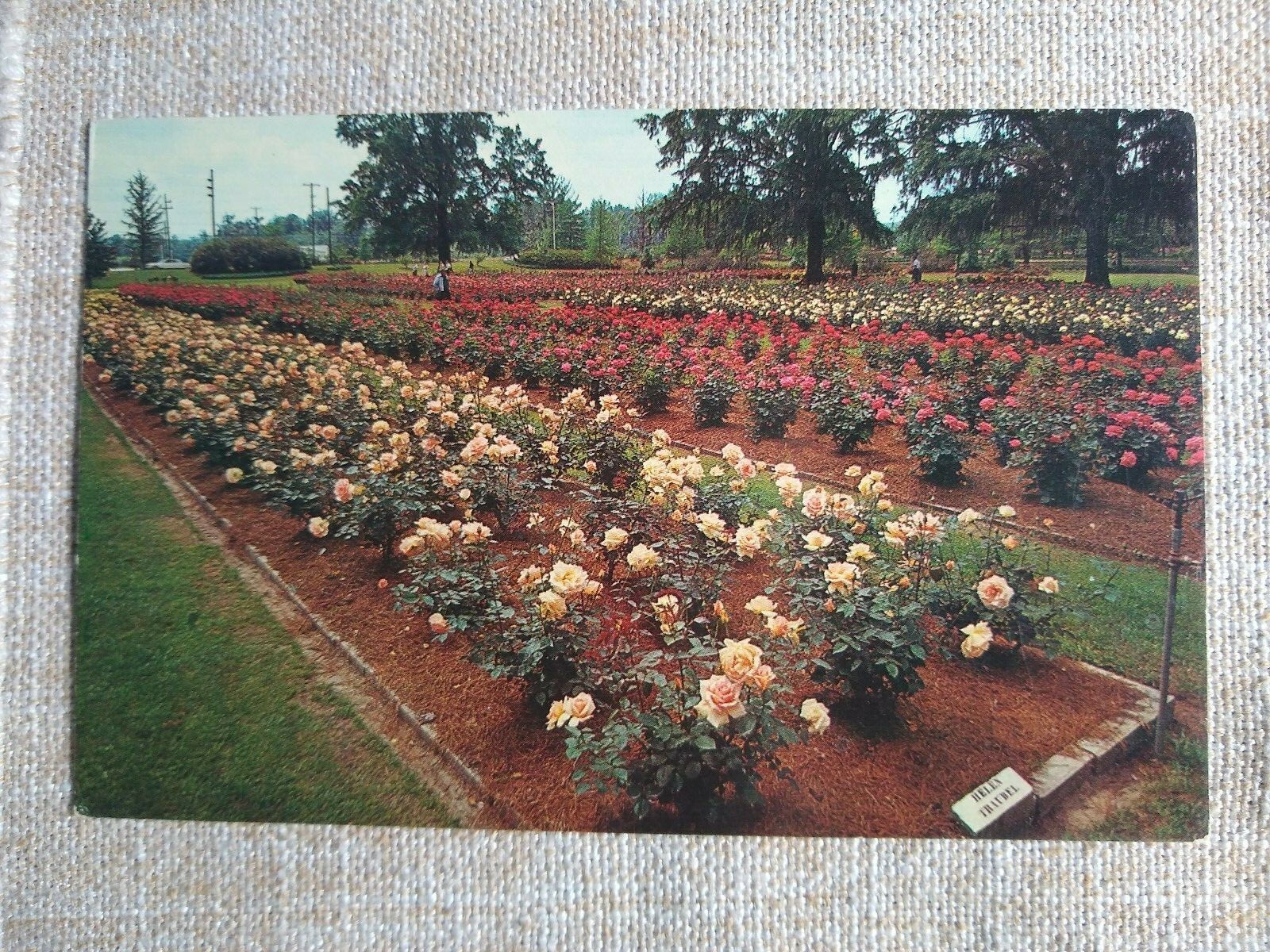Edisto Gardens Rose Garden Orangeburg SC eBay