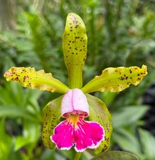 Cattleya schilleriana v semi alba 'Queen Emeraldas' AM/AOS near bloom size rare