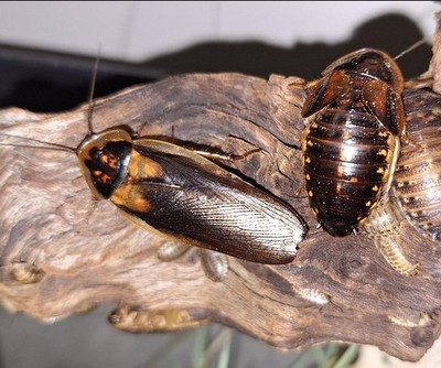 Live Dubia Roaches - High Protein Reptile Feeders & Breeders