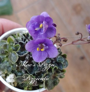 African Violet Plant Mac's Pizza Pizzicato Girl Foliage Miniature