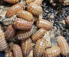 10 Klugii Orange Clown Live Isopods Bioactive Clean-Up Crew