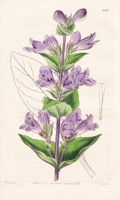 Pentstemon Glandulosum North America Botanik botany engraving Curtis 3688