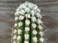 Eulychnia saint-pieana - Incredibly Rare Cactus!! - Fuzzy Areoles -  Echinopsis