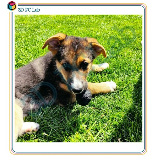 3 TARTUFI per Addestramento Cani pallina ovetto NUOVO RIGIDO in GOMMA - Imagen 5 de 5