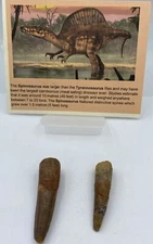 Spinosaurus Teeth LOT Dinosaur F0SSIL Before T Rex Cretaceous J30