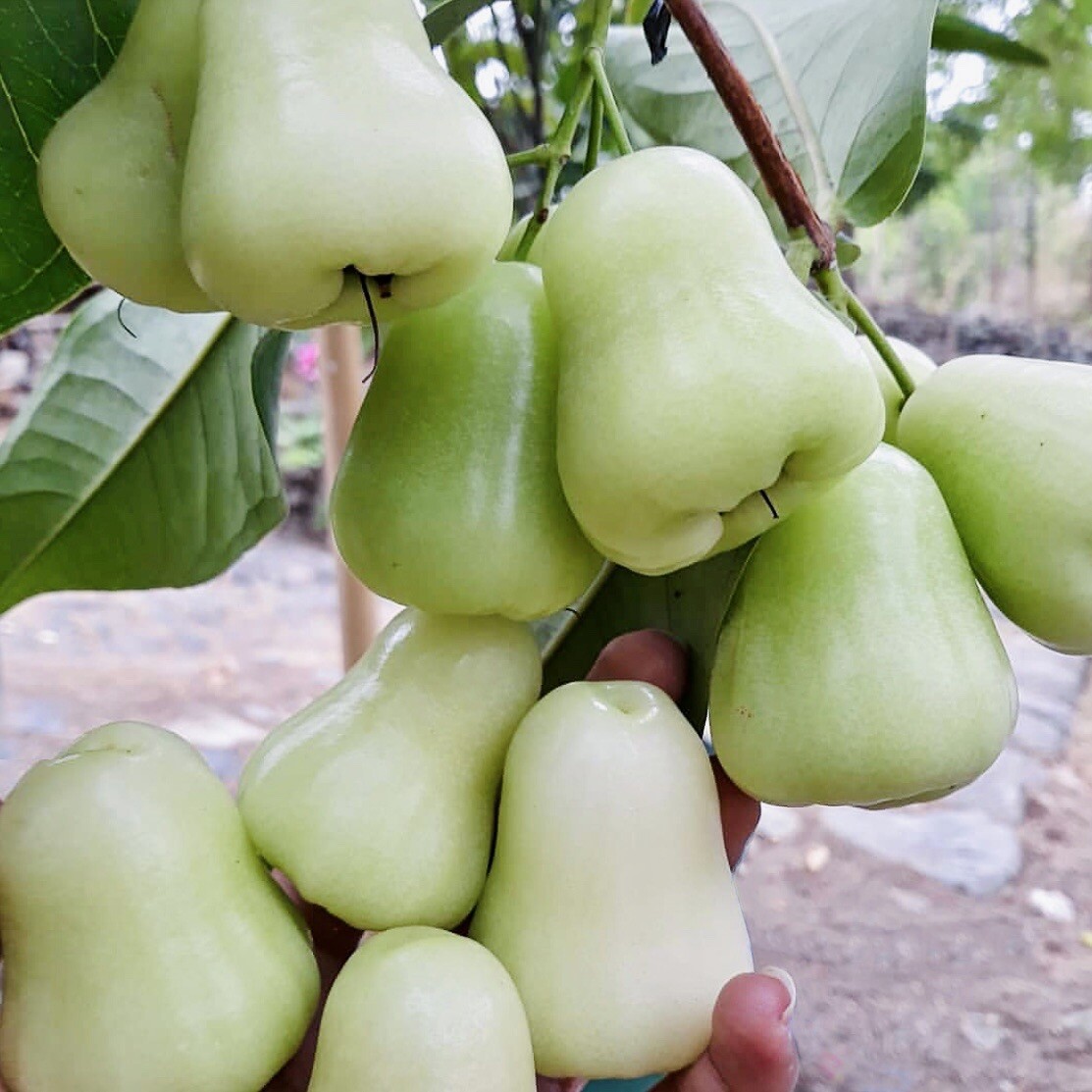 Jambu Fruit