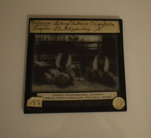 Magic Lantern Slide WOMEN SHEARING SHEEP DALARNA C1930 VINTAGE PHOTO SWEDEN - Picture 2 of 2