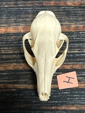 Real Grey Fox Unique Animal Mount Halloween Skull Art Craft Mountain Man Canine