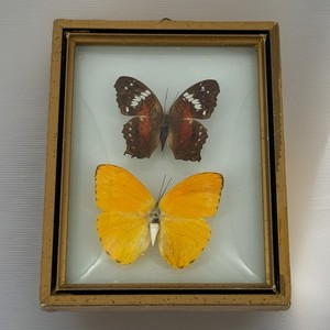 Brazil Butterfly Taxidermy Wood Framed Gallery Wall Vintage domed Glass 5” x 4”