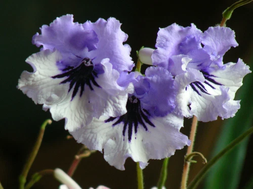 Streptocarpus Hybrid Seeds - Thumbnail 4