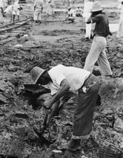Man digging for bitumen deposits, other miners background alongsid Old Photo