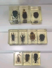 Vintage Insect Bugs in acrylic Lucite resin block Set Of 10 Ships from USA